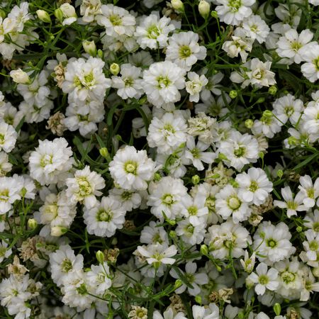 White Improved Gypsy, Gypsophila Seeds - Packet image number null